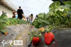 春游石家庄丨16家重点基地采摘攻略来了！图片