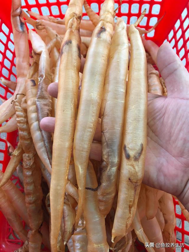 黄鳗鱼胶的功效与作用 2026年黄鳗鱼胶的功效与作用是什么