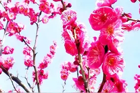 你知道人民币上的花是什么花吗？图片