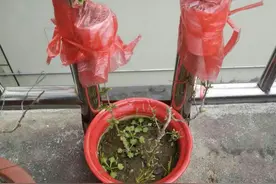 家庭养花：多收集些塑料袋，省钱省事！植物越养越好图片