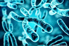 高中生物教资面试---有丝分裂试讲稿你会了吗？图片