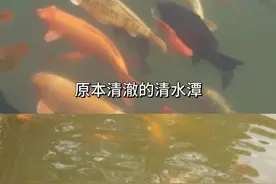 三伏天效应？黑龙潭公园清潭又“变脸”，网友：年年都这样图片
