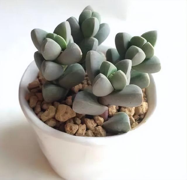 270种常见多肉图谱，一分钟认全！