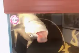 男子养鲨鱼忘投食，回家后看到鱼缸哭笑不得，网友：咬舌自尽图片