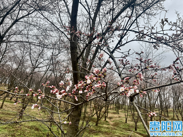 贵安樱花开了吗？花苞：再等几日