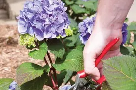 花后快速繁殖绣球新盆栽，剪下的枝条别丢，一两周即可生根图片