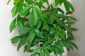 三种常见的观赏植物，就怕浇水太勤，难怪老是黄叶枯萎图片