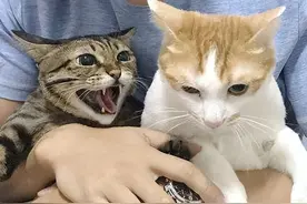 猫咪“爱你”会有这些行为，别傻傻的不知道图片