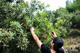 6月成熟常滞销，如今早熟一斤18元，果农忙采摘，商贩却不敢多收图片