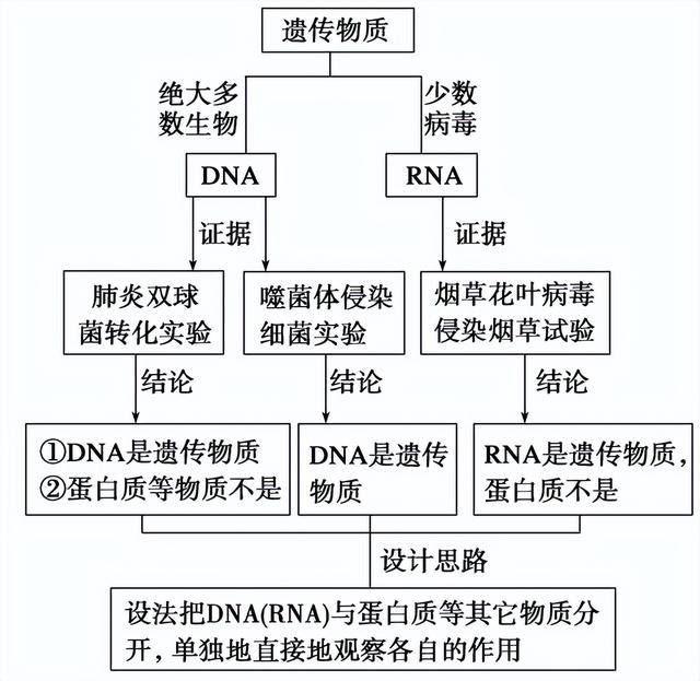 高中生物-基因的本质与表达