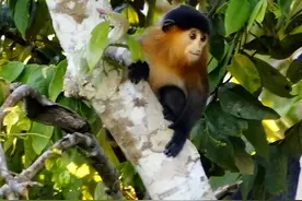 打破生殖隔离？神秘“杂交猴子”现身婆罗洲，被发现时正哺育幼崽图片