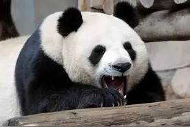 猫粉们最怕的是什么，是中心发来滚滚们的噩耗！盘点去世的滚滚们图片