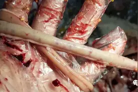 蛋鸡小肠出现病变时，是由那些疾病引发的？图片