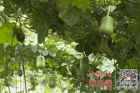 来当“吃瓜群众”！十堰这里的丝瓜能生吃图片