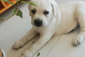 我家来了一个新成员图片