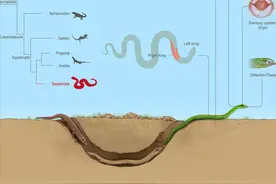 蛇以前是有四肢的！研究发现其祖先或是某种蜥蜴图片