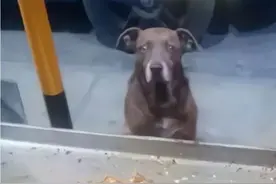 烤肉店来了一只流浪狗讨食，善心老板接待后，店铺成了人气店图片