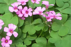 农村常见酢浆草价值珍贵，根是天然零食，花可作盆栽，全株可药用图片