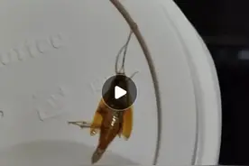 “太恶心”！瑞幸咖啡突然被曝图片