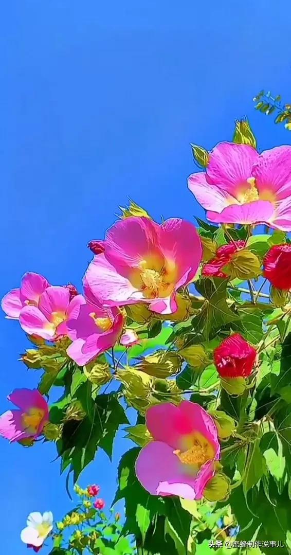 一束鲜花，醉蓝天