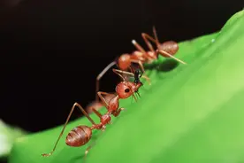 输掉官司后，相互宝关停“跑路”！内部人士给了我们很多内幕图片