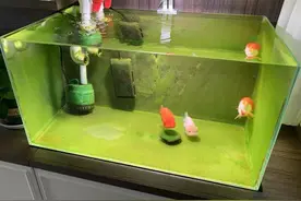 鱼缸的选择，什么样的观赏鱼适合多大尺寸的鱼缸，你选对了吗？图片