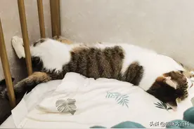 搞笑：猫，你咋这么睡？各种奇葩睡觉动作图片