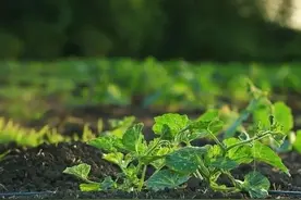 种植甜瓜，不浇三水不施三肥，掌握几项种植技巧，甜瓜结得多又甜图片