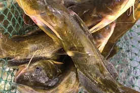 晚上要怎样钓鱼？钓远还是钓近？钓深还是钓浅？一文解读令你明白图片