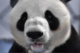 熊猫作为国宝一胎能生1~3只小熊猫但野外的熊猫妈妈只会抚养一只图片