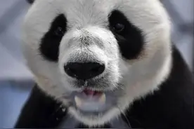 熊猫作为国宝一胎能生1~3只小熊猫但野外的熊猫妈妈只会抚养一只图片