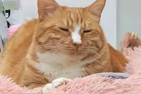 猫咪居然也会生闷气？怎么哄TA才能好？图片