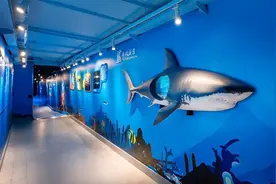 撸猫撸狗不稀奇 上海长风海洋世界喊你来“撸”鲨鱼图片