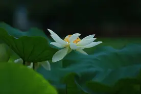5个佛家小故事，读后豁然大悟！图片