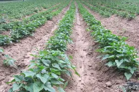 红薯栽植有妙招，关键是要掌握这些栽培技术，不妨一试图片