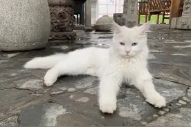 两脚兽，你清醒一点图片