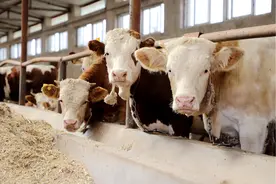 牛五号病有疫苗吗？牛五号病有特效药吗？做好预防很重要！图片