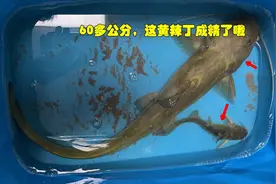 60公分！湖北钓友钓起“巨型黄辣丁”，附近老头：你不要就给我图片