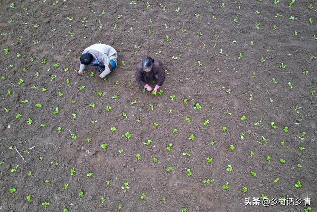 种菜养花学会用红糖自制生根剂，生根壮苗又增产，想学吗