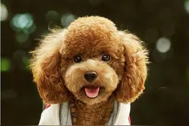 泰迪一生的六个时期，狗生短暂，请好好珍惜图片