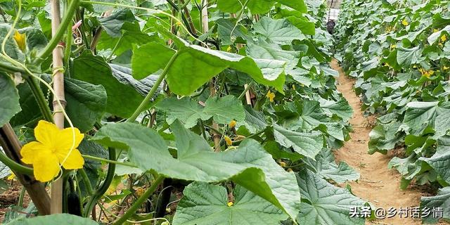 用人吃的东西来种菜和养花，化肥农药全省了，即增产又防病害