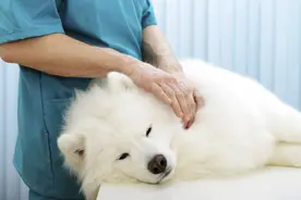 主人到底该不该让狗狗做“绝育”？看完再做决定图片