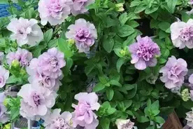 适合新手的4种小草花，皮实好养爱爆花，阳台开成小花园图片