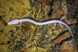 地球上最像“龙”的动物，12年才动一次，还是为了交配图片