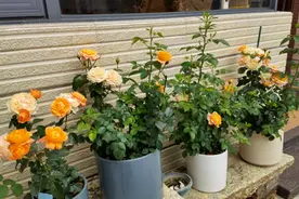 春季月季长嫩枝，会有3种“病态”，遇到别害怕，可以提前预防图片