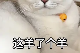 博士玩“羊了个羊”，超长攻略+玄学=始料未及的通关方式图片