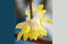 每日一句日语图片