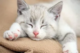 「关注爱宠」 猫咪快速止泻方法 如何帮宠物猫快速止泻？图片