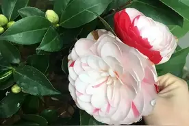 冬天买山茶养不活，夏天买，成活率高，多浇水发根很快！图片
