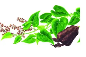 何首乌和桑叶的功效与用法，及食用过程中剂量恒定图片
